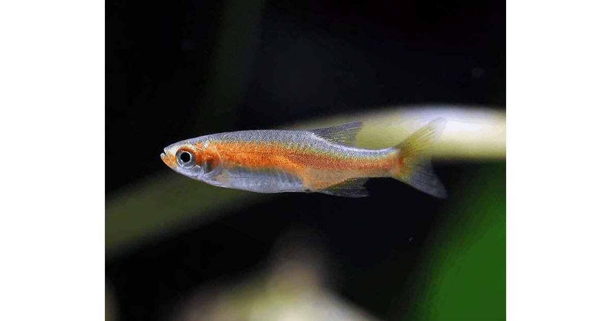 Mico Rasbora AQUARIUMSHOP Microrasbora Rubescens M/L μόνο με 3.90