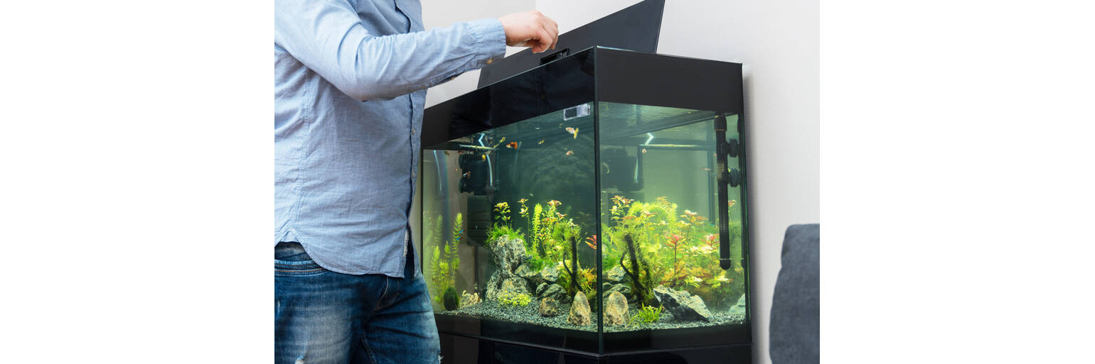Why Don't Fish Survive in Your Aquarium? Why Don't Fish Survive in Your Aquarium?