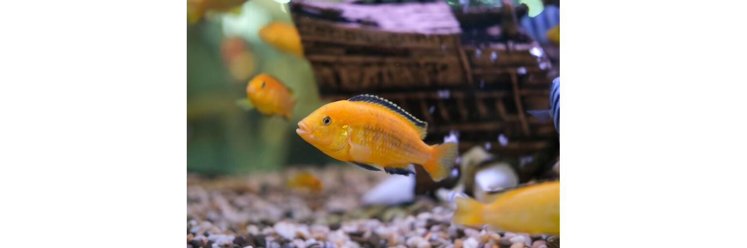 What Fish Should I Put in My Aquarium? What Fish Should I Put in My Aquarium?
