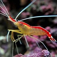 INVERTEBRATES image