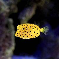 PUFFERS image