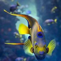 SEA WATER FISH image
