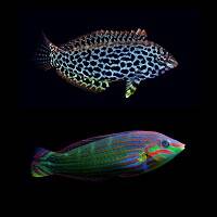 WRASSES-DARTFISHIES image