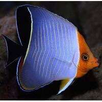 BUTTERFLYFISH image