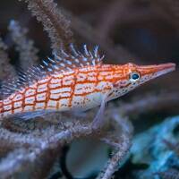 HAWKFISH image