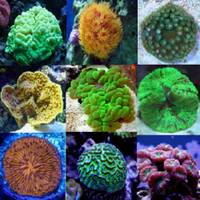 CORALS image