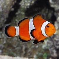 CLOWNFISH image