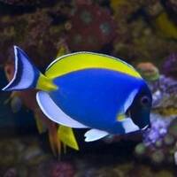 TANGS image