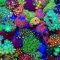 SOFT CORALS image