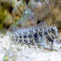 GOBYS/BLENNIES image