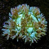 LPS image