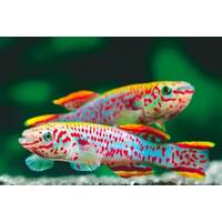 KILLIFISH image