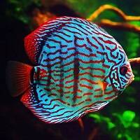 FRESH WATER FISH image