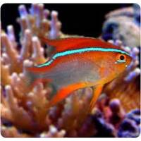 DAMSELS-CHROMIS image