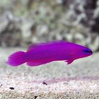 DOTTYBACKS image