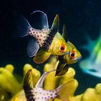 ANTHIAS-CARDINALFISH image