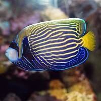 ANGELFISH image
