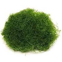 ΑΛΓΕΣ ΘΑΛΑΣΣΙΝΟΥ ΝΕΡΟΥ image