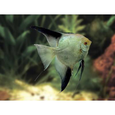Pterophyllum Scalare Bulgaria Green 4-4.5cm