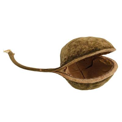 Nature4Pets Buddha Nut XL 14-17cm