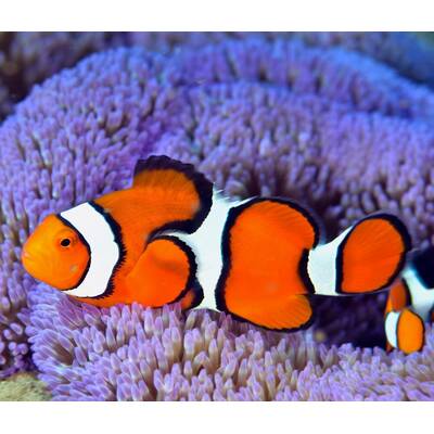 Amphiprion Percula