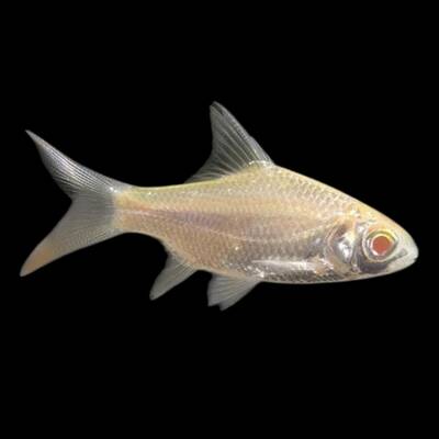 Tinfoil Barb Albino 14-15cm