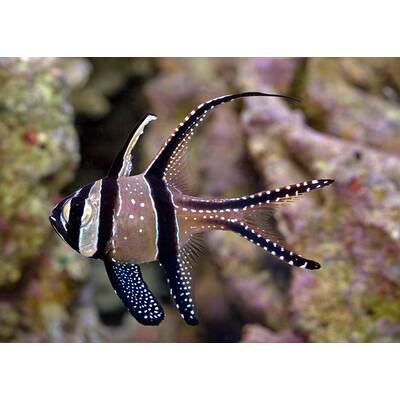 Pterapogon Kauderni