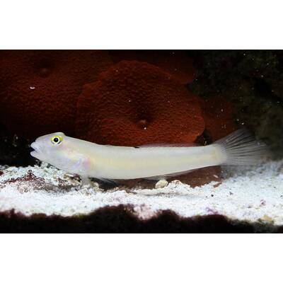 Valenciennea sexguttata M