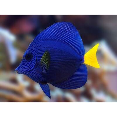 Zebrasoma Xanthurum S