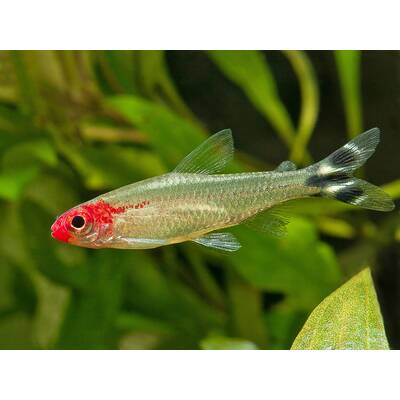 Hemigrammus Bleheri
