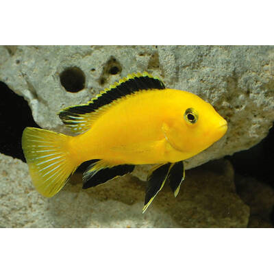 Labidochromis Caeruleus 4cm