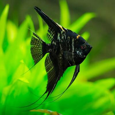 Pterophyllum Scalare Marble 3-3.5cm