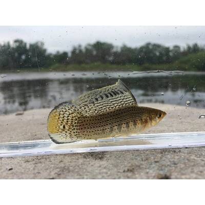 Molly Sailfin M/L