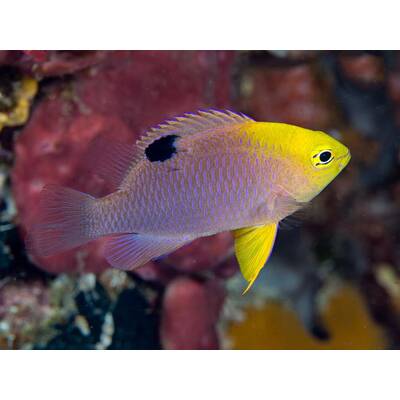 Chrysiptera Talboti M