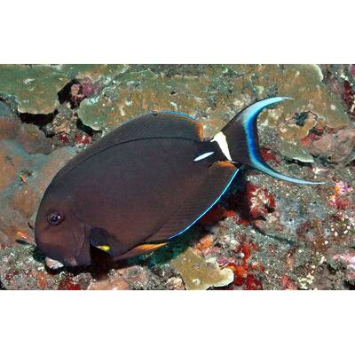 Acanthurus Leucocheilus S