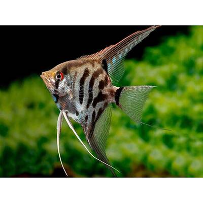Pterophyllum Scalare Leopard S/M
