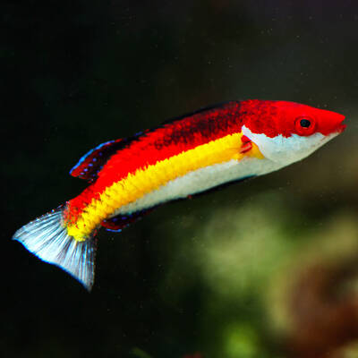 Cirrhilabrus Naokoae M (Male)