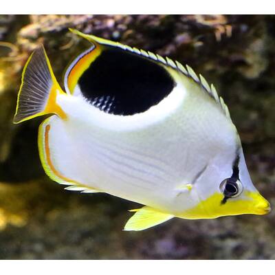 Chaetodon Ephippium M