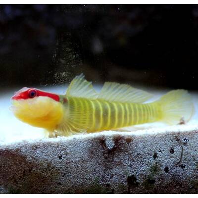 Elacatinus multifasciatus M