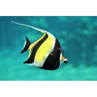 Zanclus Cornutus M