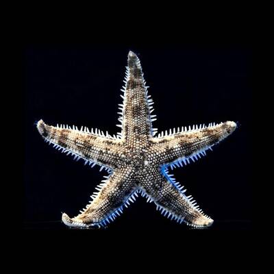 Archaster Typicus M