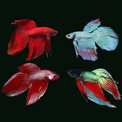 Betta Splendens Male