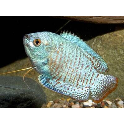 Gourami Cobalt Blue Dwarf Male