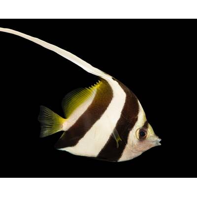 Heniochus Diphreutes S
