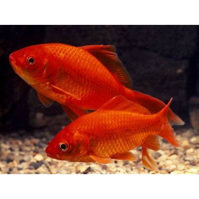 Goldfish Comet Red 6-10cm