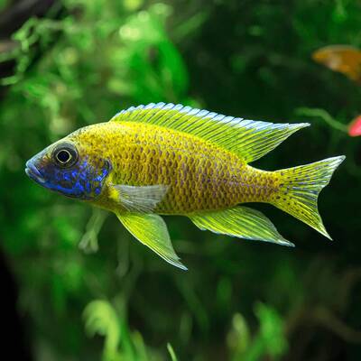 Aulonocara Peacock Yellow 6-7cm