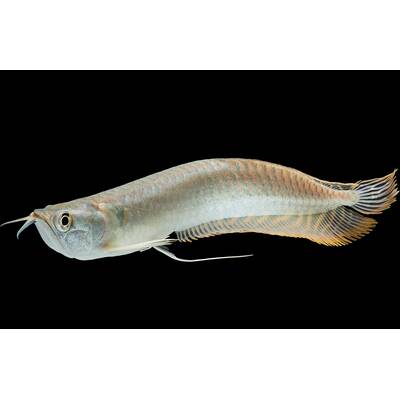 Silver Arowana 15-17cm