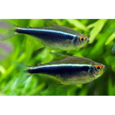 Black Neon Tetra