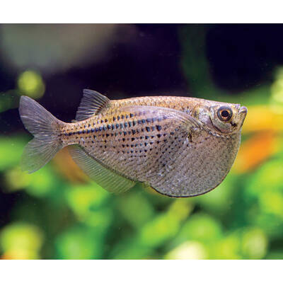 Silver Hatchet Fish