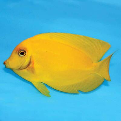 Acanthurus Pyroferus Mimic Heraldi